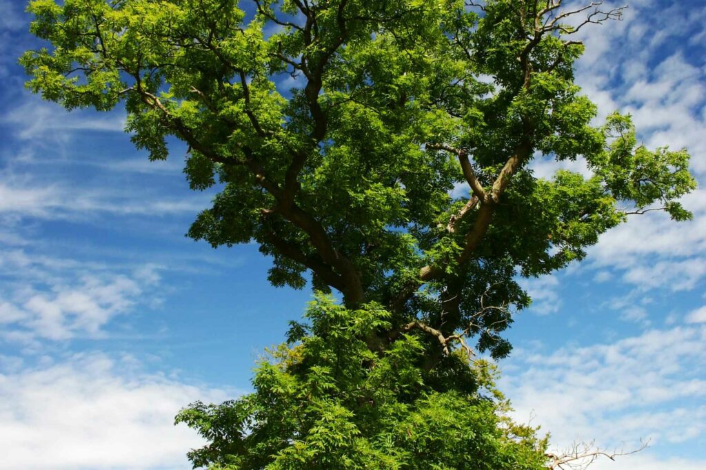 Common Arizona Ash Tree Problems And Solutions