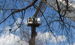 Emergency Tree Removal (1)