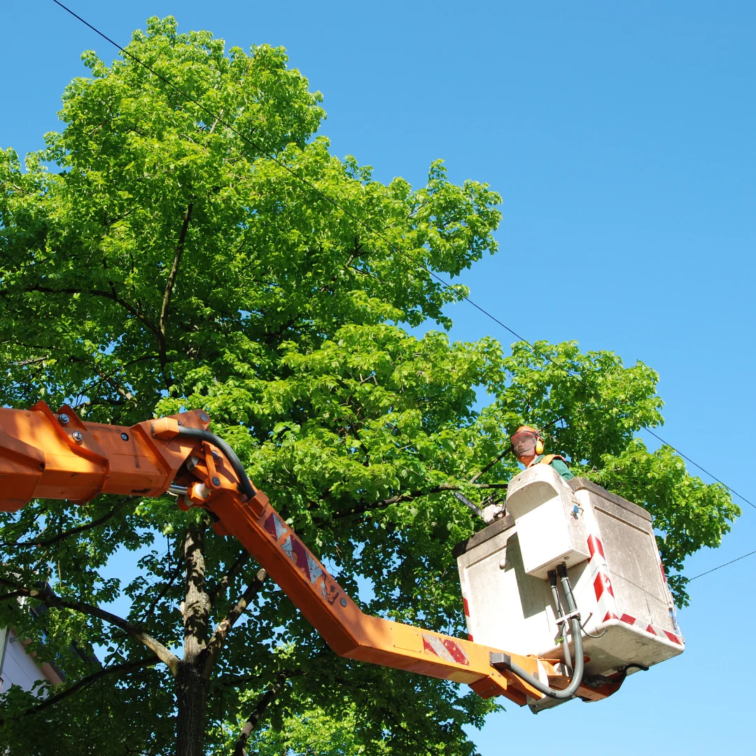 Unparalleled Expertise In Tree Trimming Services In The San Antonio Area